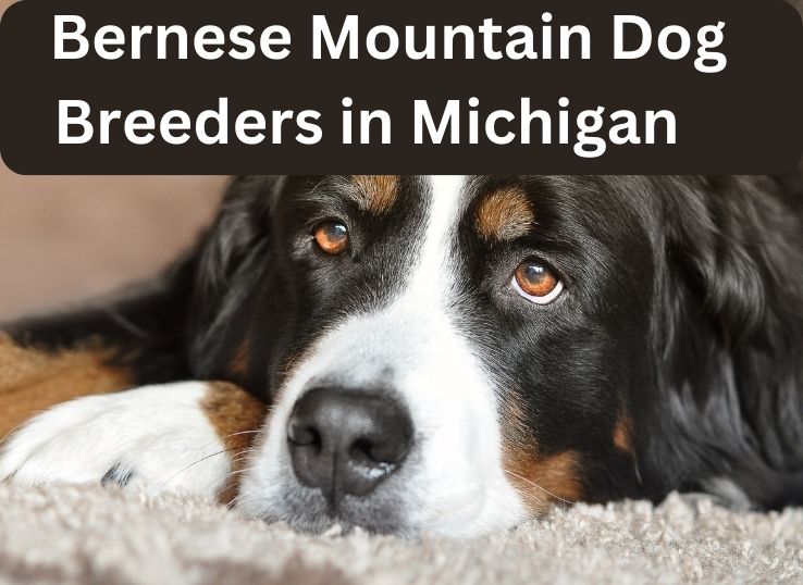 Top 7 Bernese Mountain Dog Breeders in Michigan