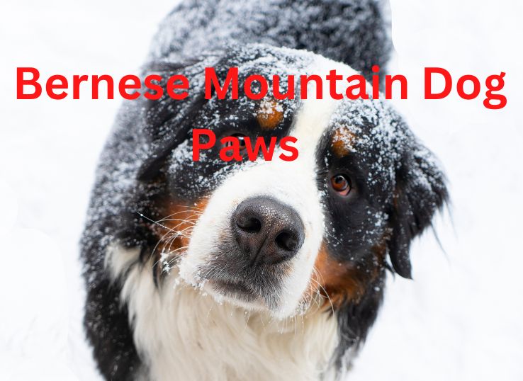 Bernese-Mountain-Dog-Paws