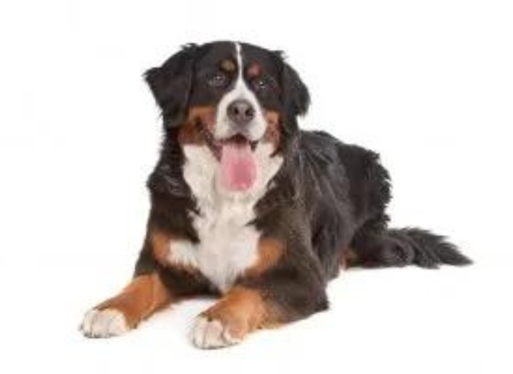 Bernese-Mountain-Dog