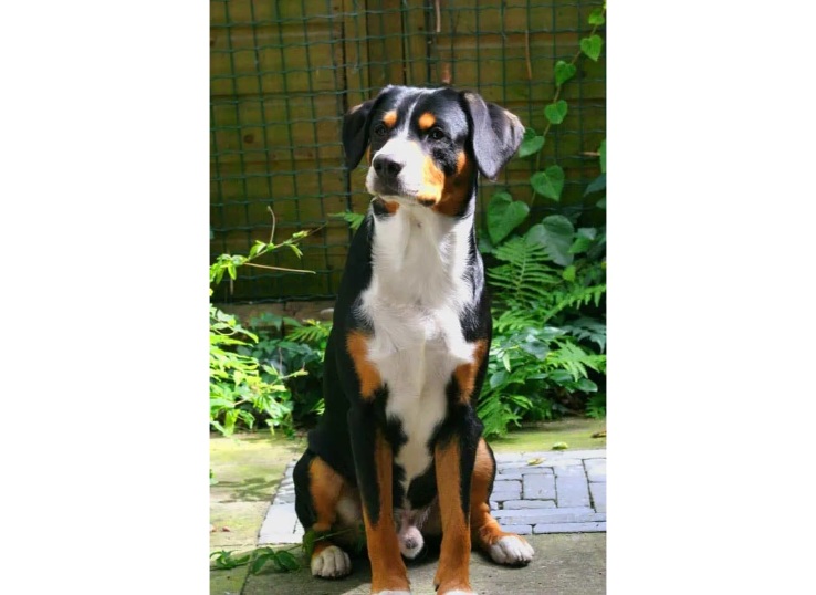 Entlebucher-Mountain-Dog