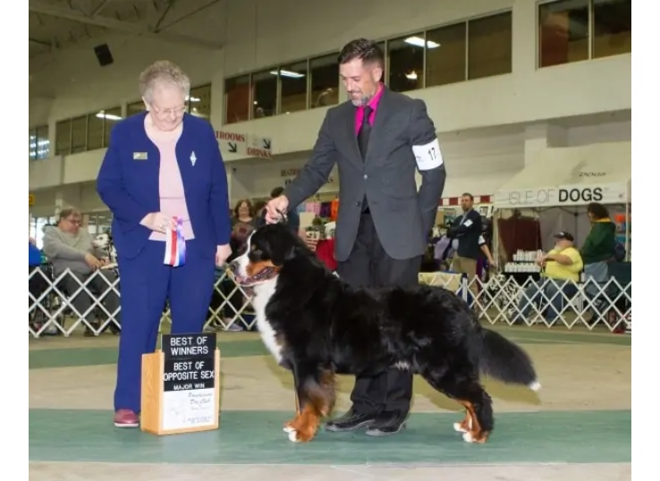 Evergreen-kennel-in-Michigan