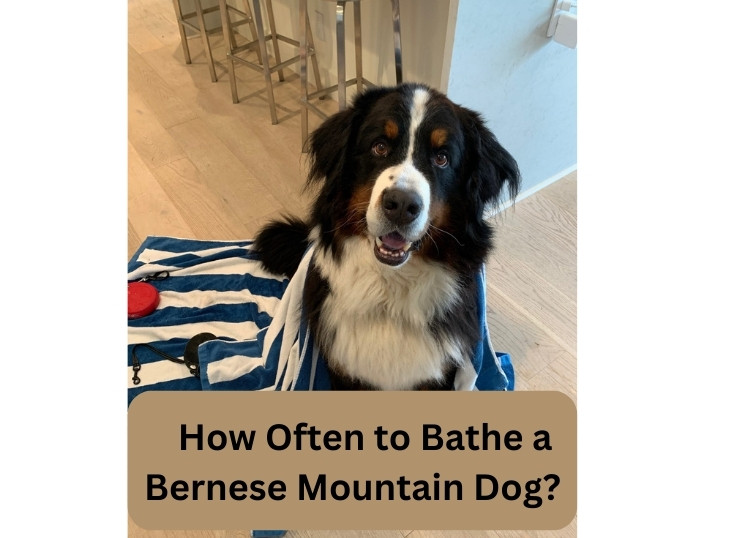 How Often to Bathe a Bernese Mountain Dog? 4 Tips