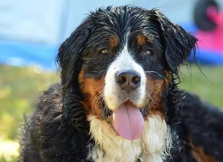 How-Smart-Is-a-Bernese-mountain-dog