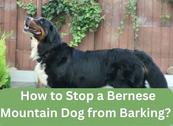How to Stop a Bernese Mountain Dog from Barking? (6 Ways to Stop dog Barking)