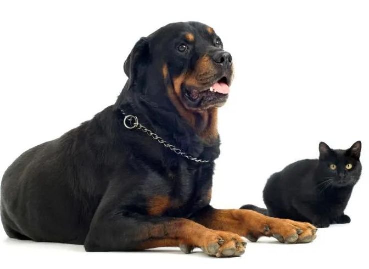 rottweiler-with-cat