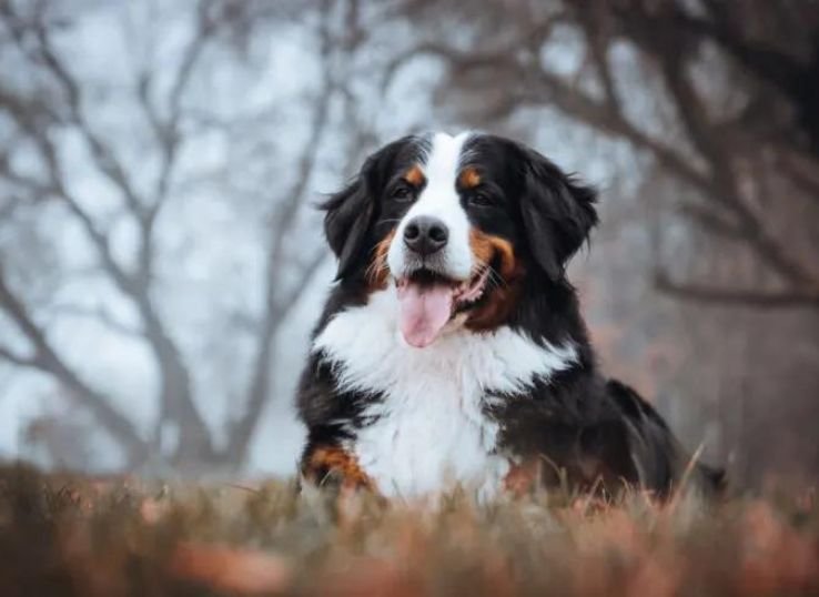 bernese-mountain-dog-puppy