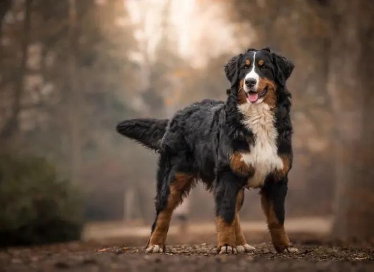 bernese-puppy