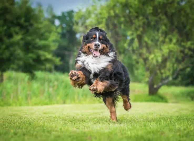 mountain-dog