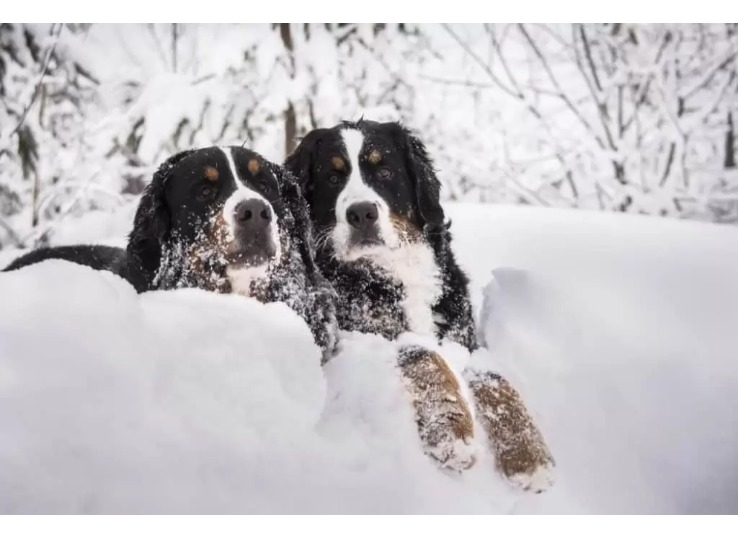 Do-Bernese-Mountain-Dogs-Have-Webbed-Feet