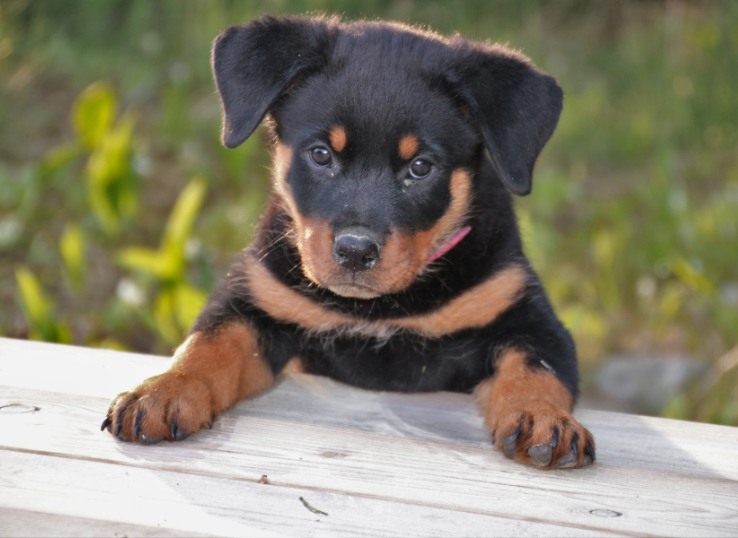 Do-Rottweiler-Puppies-Change-Colors