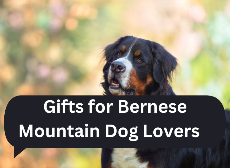 7 Best Gifts for Bernese Mountain Dog lovers in 2024