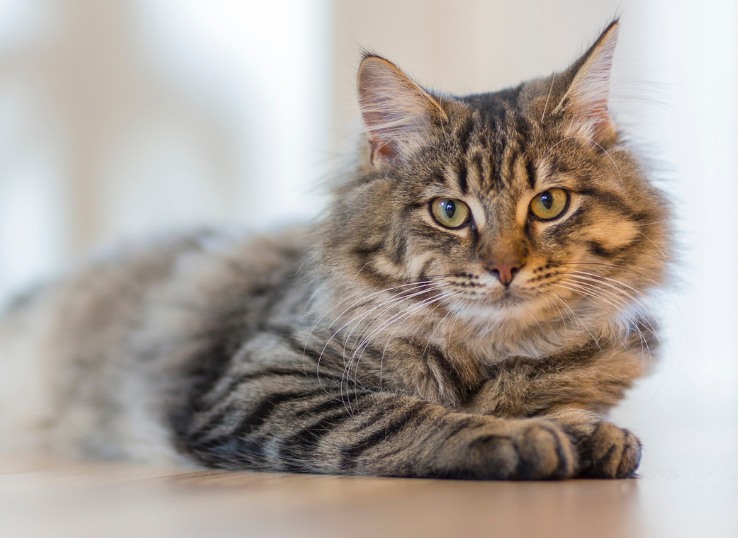 How to Get Wax Out of Cat Fur? 5 Easy Steps - Animal Pedias