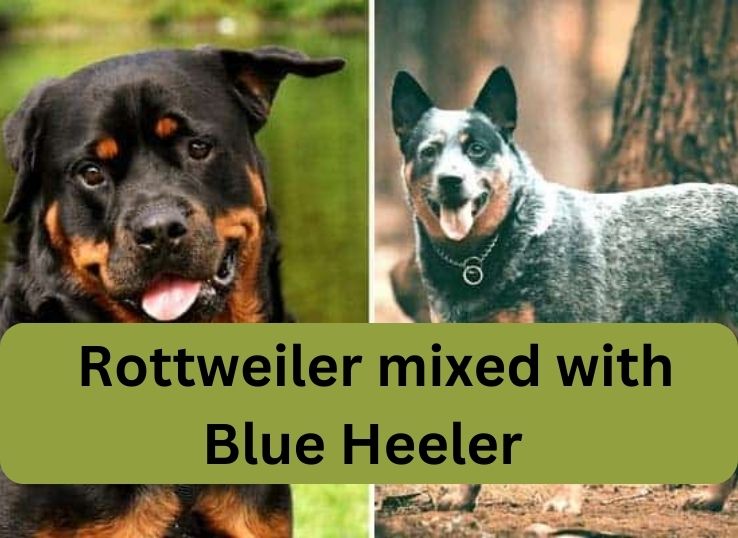 Rottweiler mixed with Blue Heeler