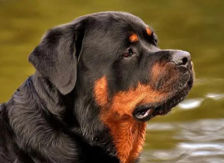 Serbian Rottweiler 1