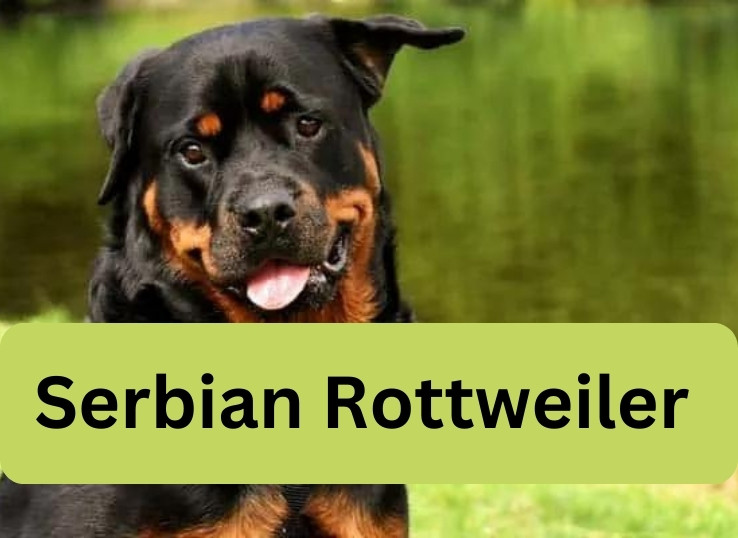 Serbian-Rottweiler