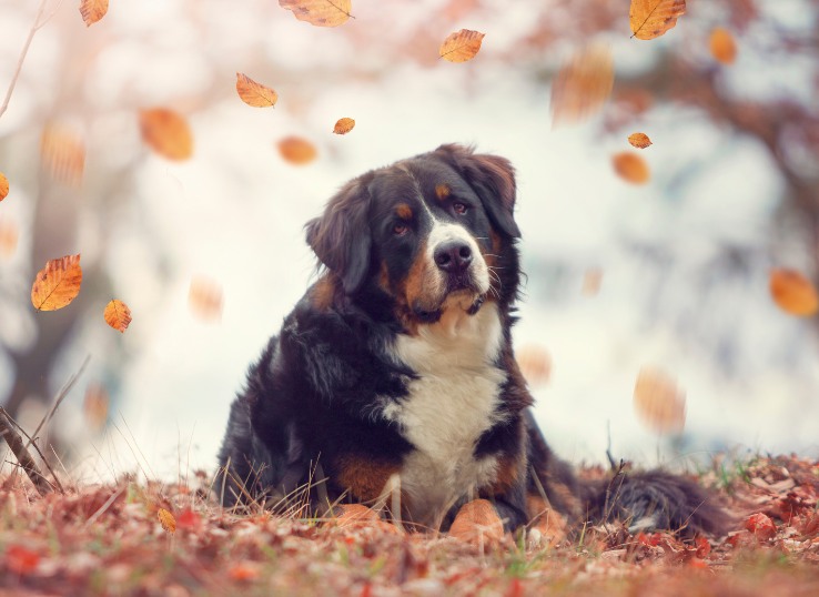 bernese mountain dog 2