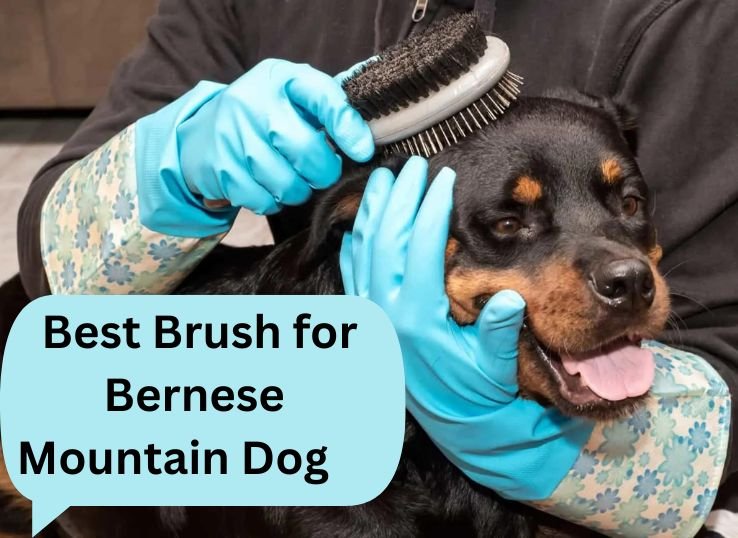 Best-Brush-for-Bernese-Mountain-Dog