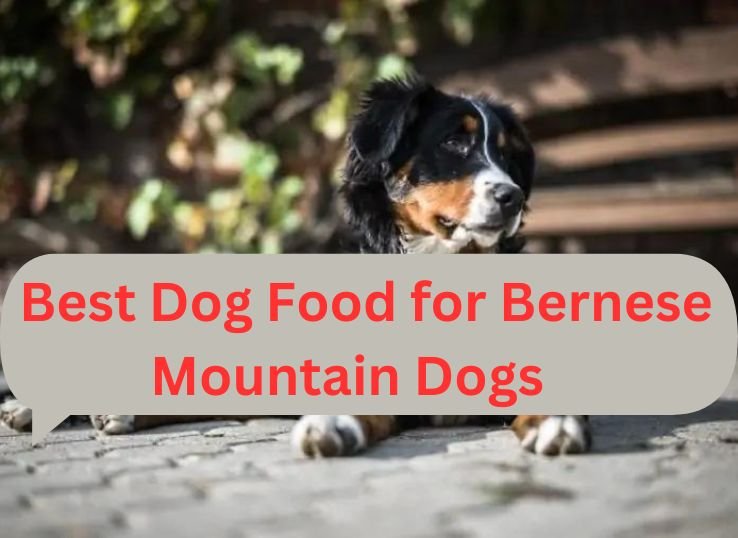 Best Dog Food For Bernese Mountain Dogs in 2024