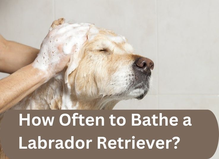 How-Often-to-Bathe-a-Labrador-Retriever