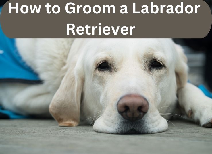 How-to-Groom-a-Labrador-Retriever