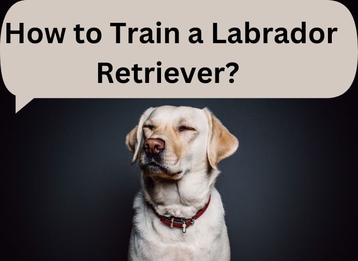 How-to-Train-a-Labrador-Retriever