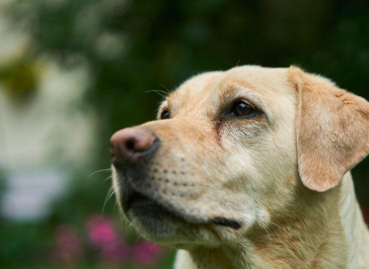 Labrador-Retriever