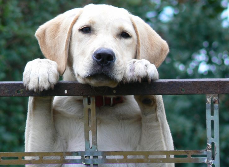 Labrador-retriever
