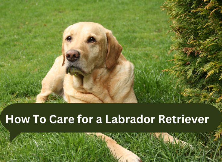 How To Care for a Labrador Retriever in 2024