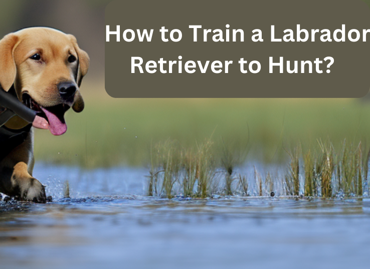 How to Train a Labrador Retriever to Hunt: 4 Essential Tips