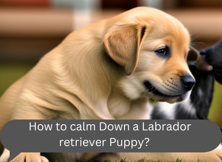 ‍ How to calm Down a Labrador retriever Puppy? 5 Calming Tips