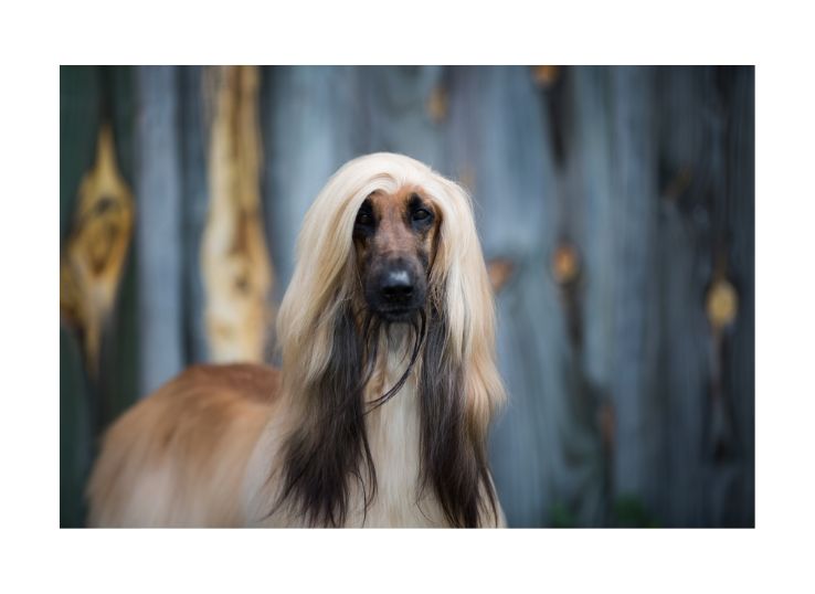 Afghan-Hound