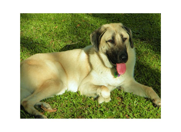 Anatolian-Shepherd-Dogs