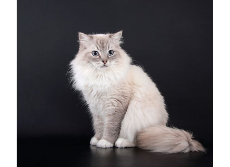 Birman Cat