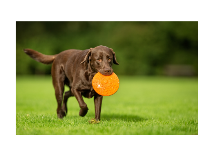 Canadian-Labrador-retriever