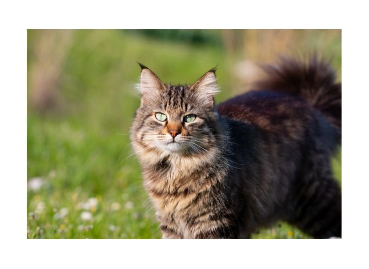 Domestic Longhair Cats
