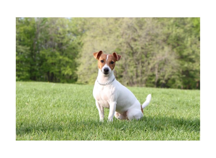 Gull-Terrier