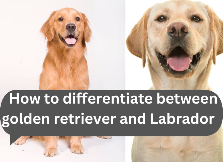 How to differentiate between golden retriever and Labrador: Golden Retriever VS Labrador Retriever Puppy
