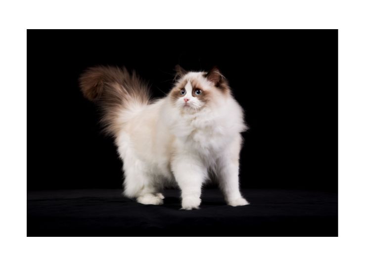 Ragdoll Cat 1