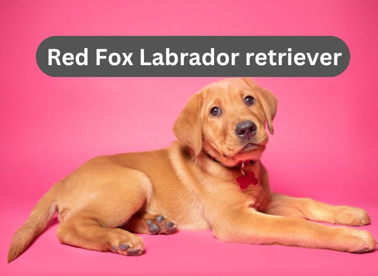 Unveiling Red Fox Labrador retriever: Characteristics, 3 Facts, 6 Health Issues, and More