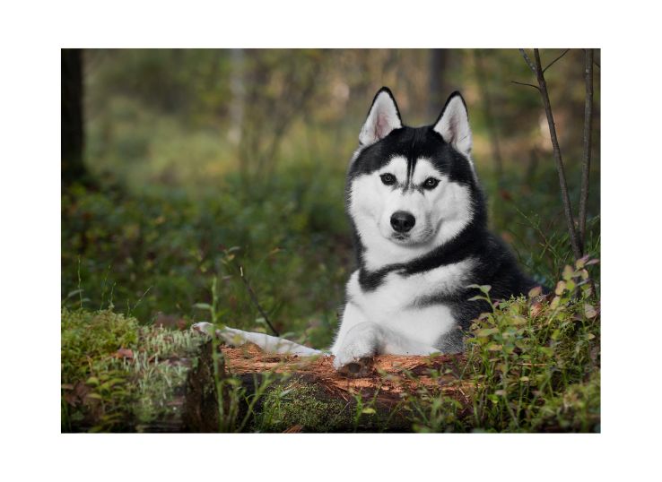 Siberian-Husky