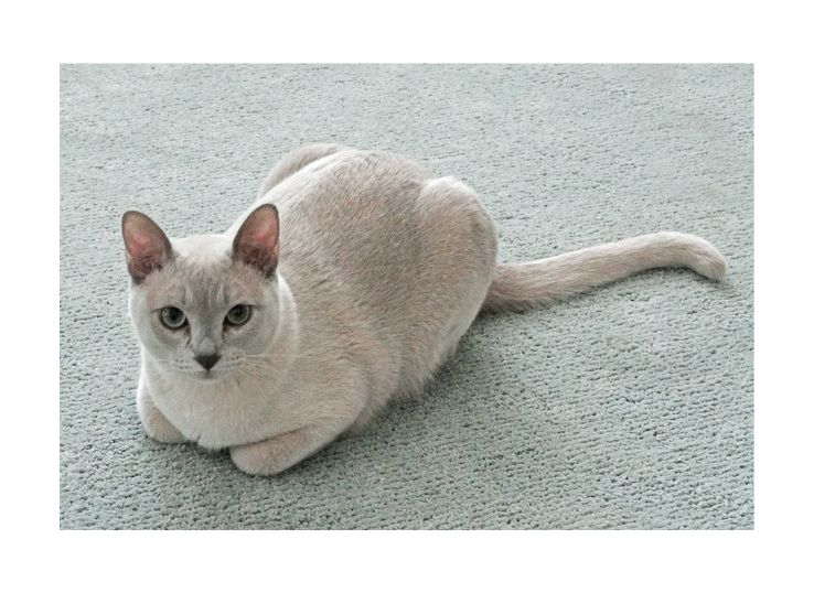 Tonkinese Cat