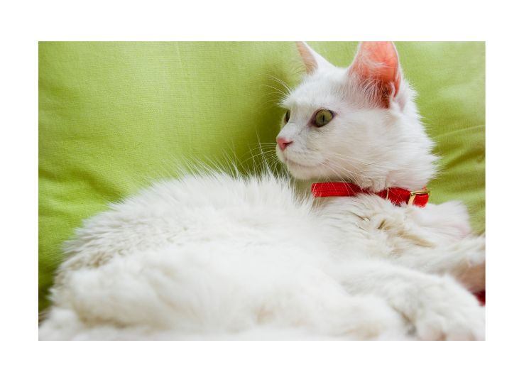 Turkish Van