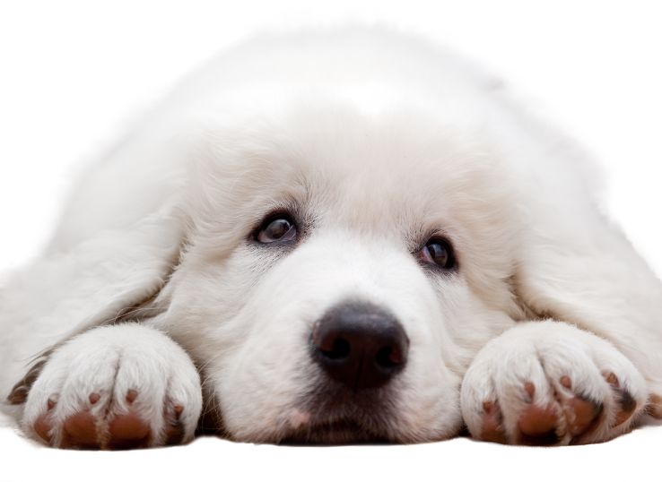 White-Lab-puppies