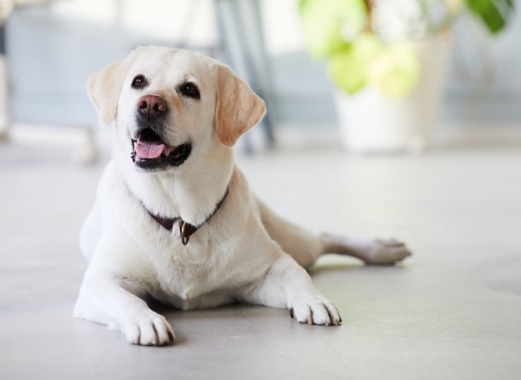 White-Labrador