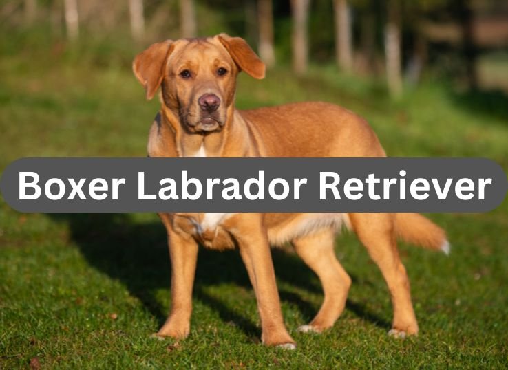 Boxer Labrador Retriever: 3 Facts, Characteristics, and Pictures