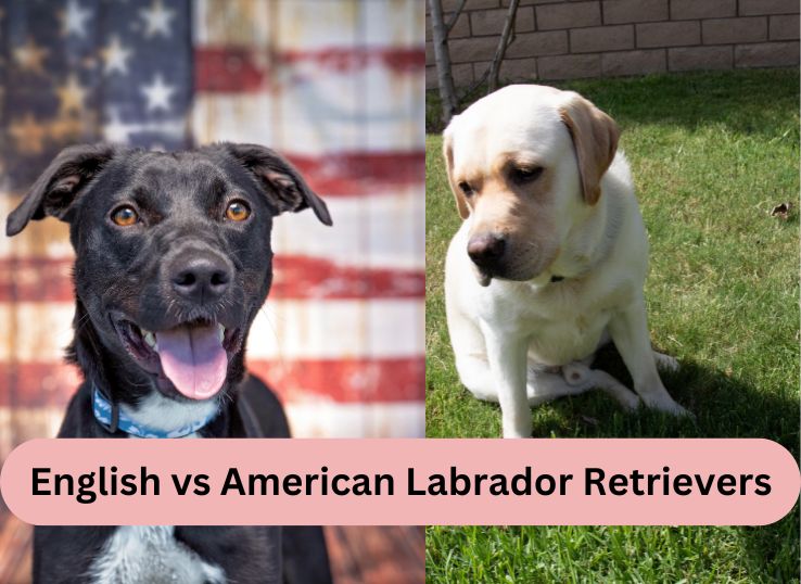 English vs American Labrador Retrievers: Unveiling 3 Main Differences