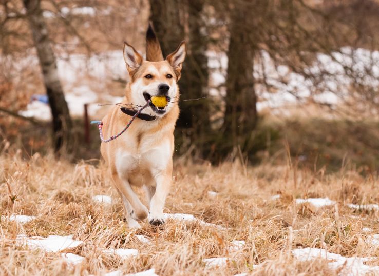 German shepherd lab