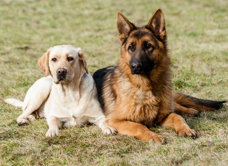 German-shepherd-labrador-retriever
