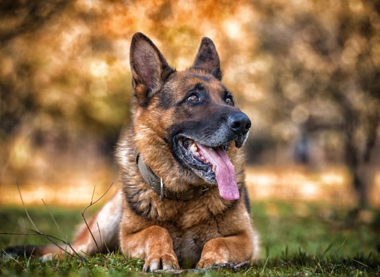 German-shepherd-mix