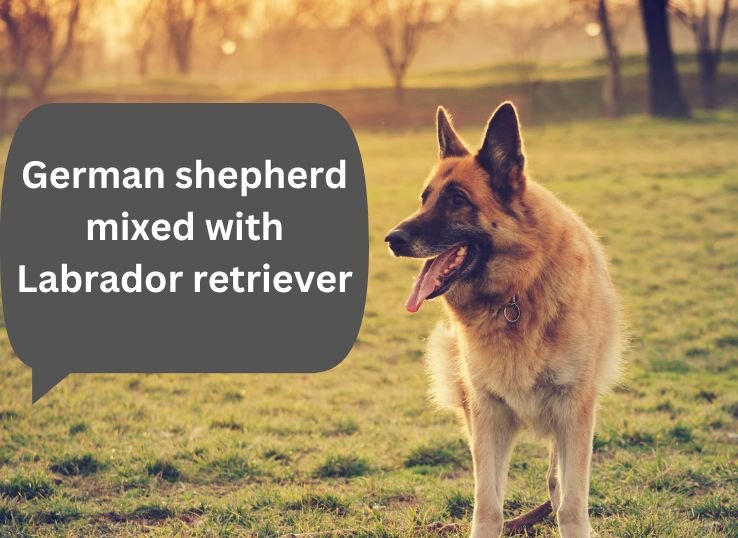 German shepherd mixed with Labrador retriever: Useful Guide in 2024